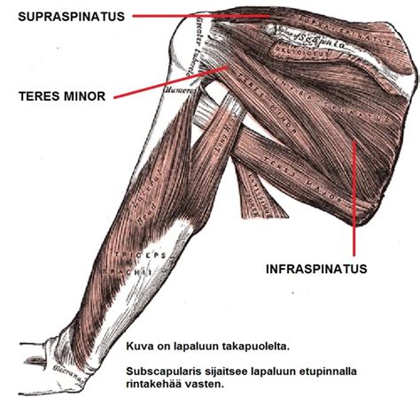 Alempi lapalihas & pieni liereälihas (m. infraspinatus & m. teres。